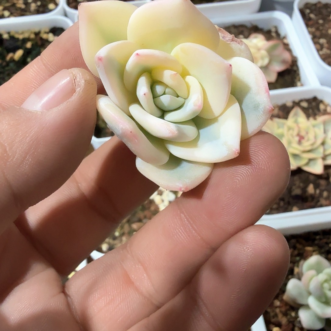 我****。帮忙嫁接多肉锦