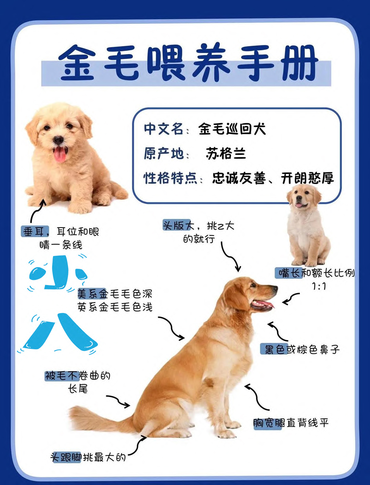 阿允教你如何选狗（三）