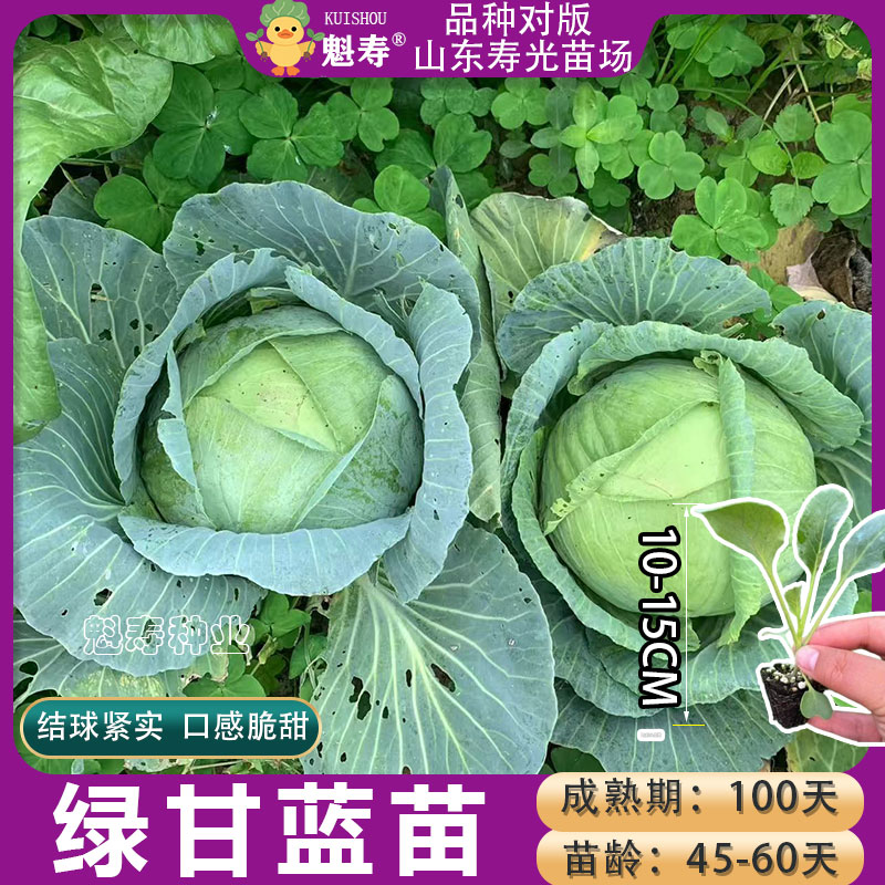 包菜苗甘蓝苗秧苗耐寒热卷心菜苗幼苗带土发货绿甘蓝苗秋冬包心菜