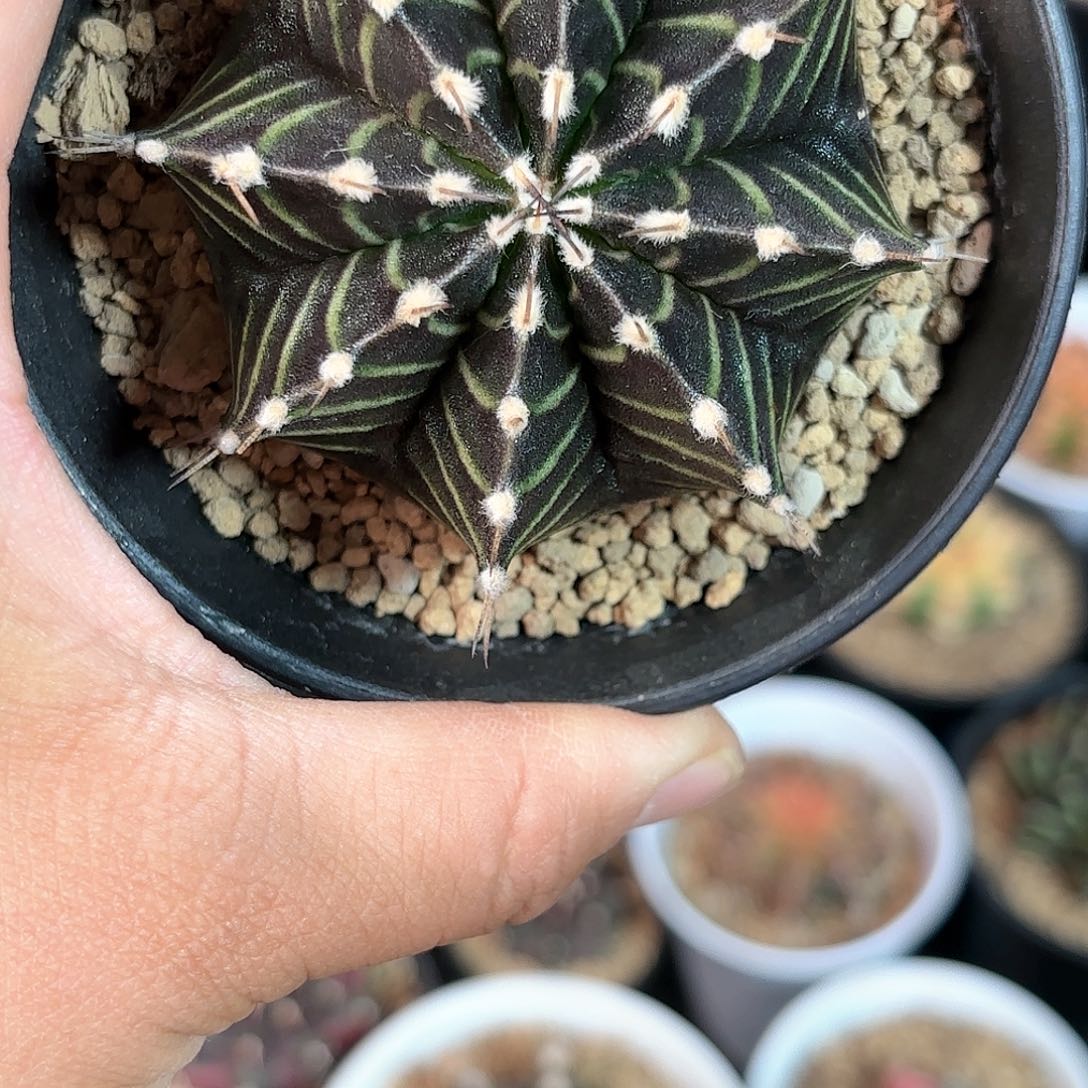 泰系实生米哈仙人球118号