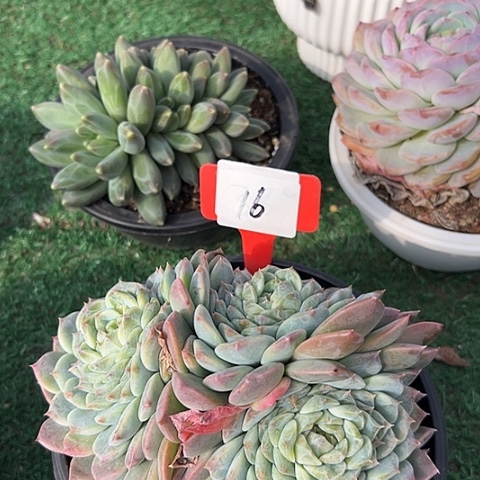 宁***蓝16带盆3个多肉植物