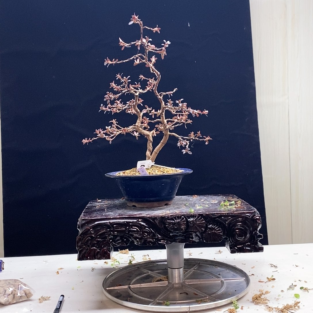 红陶杜鹃花，一物一拍