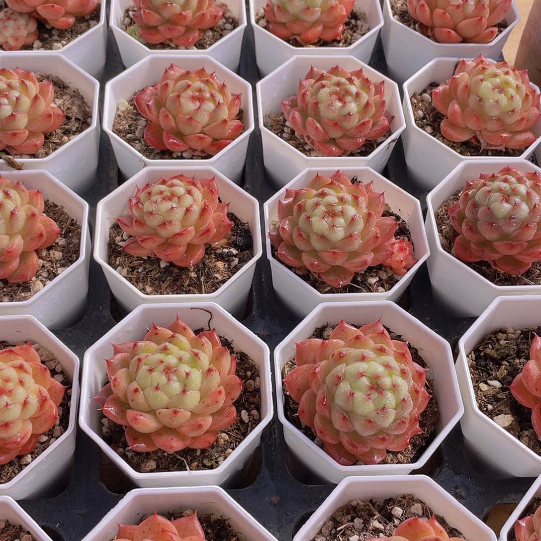 898号 月下恋人珍妮单头一个