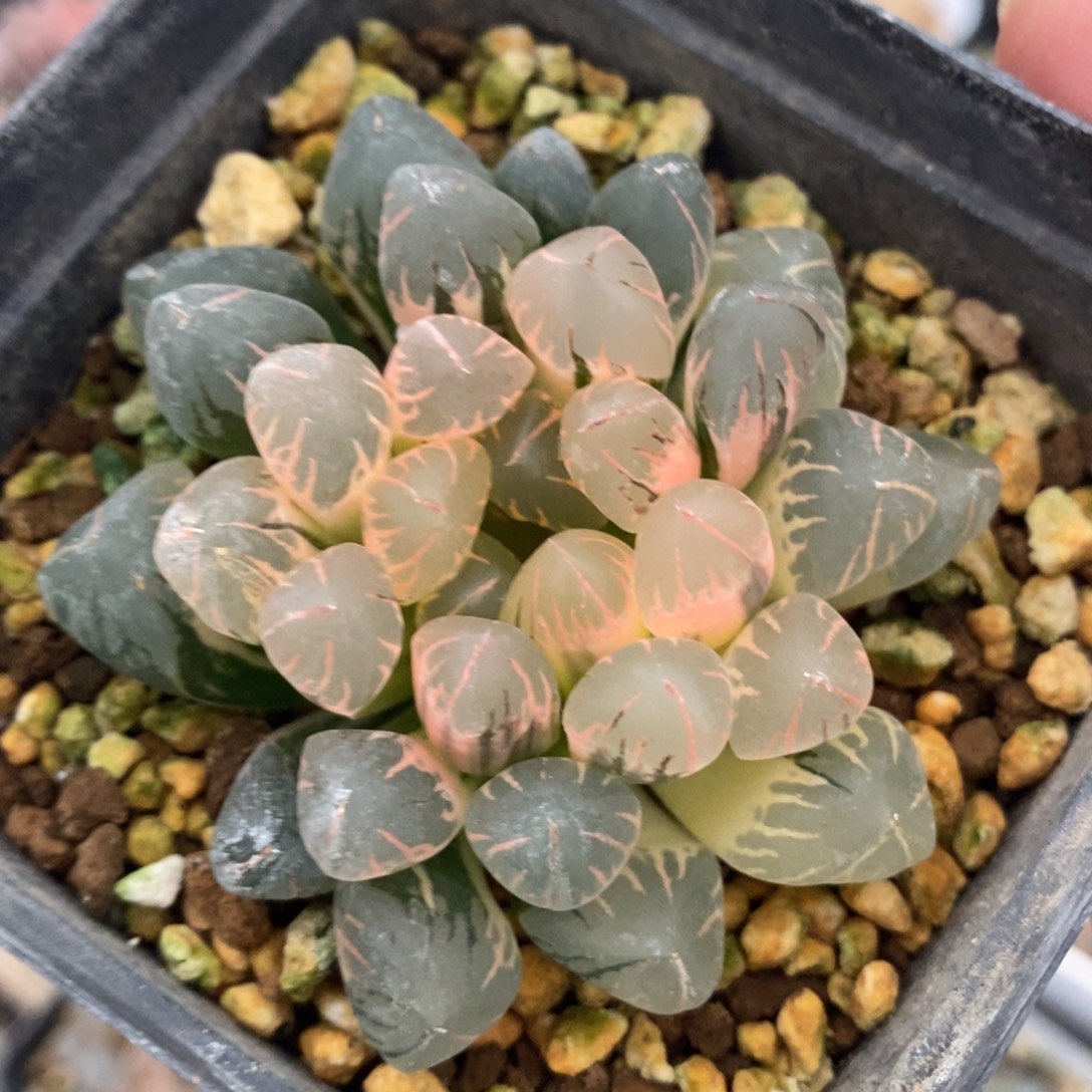 一颗实生糊斑玉露锦 
