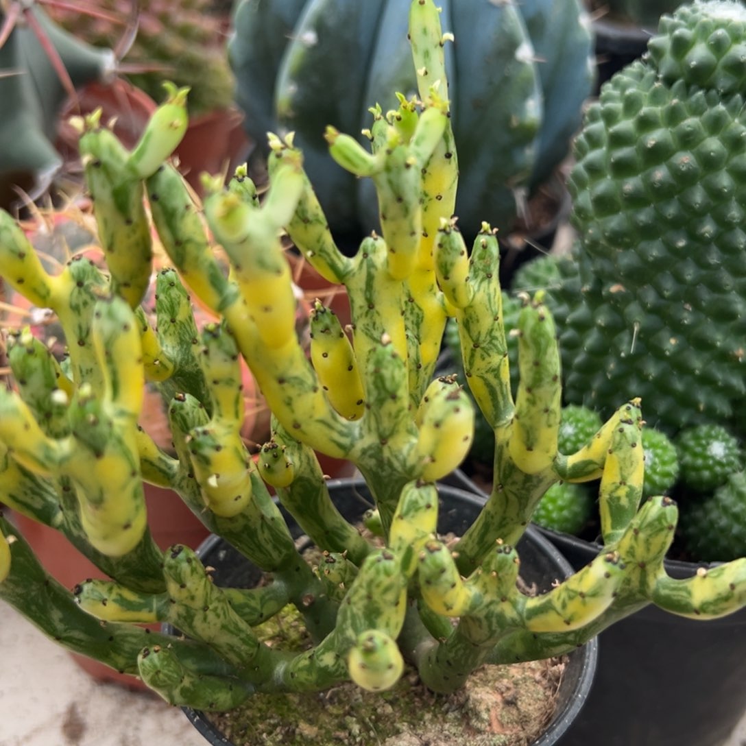 燕***坊零零落落 零零落落