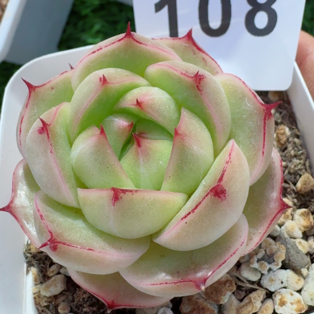 麦秆包子         多肉植物