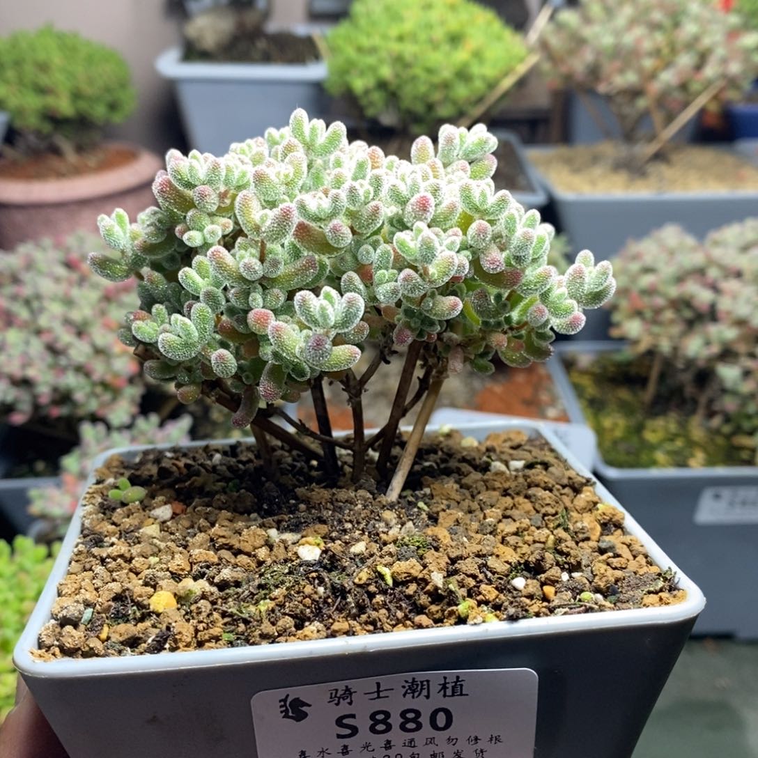 880实生精控优选冰晶枝干