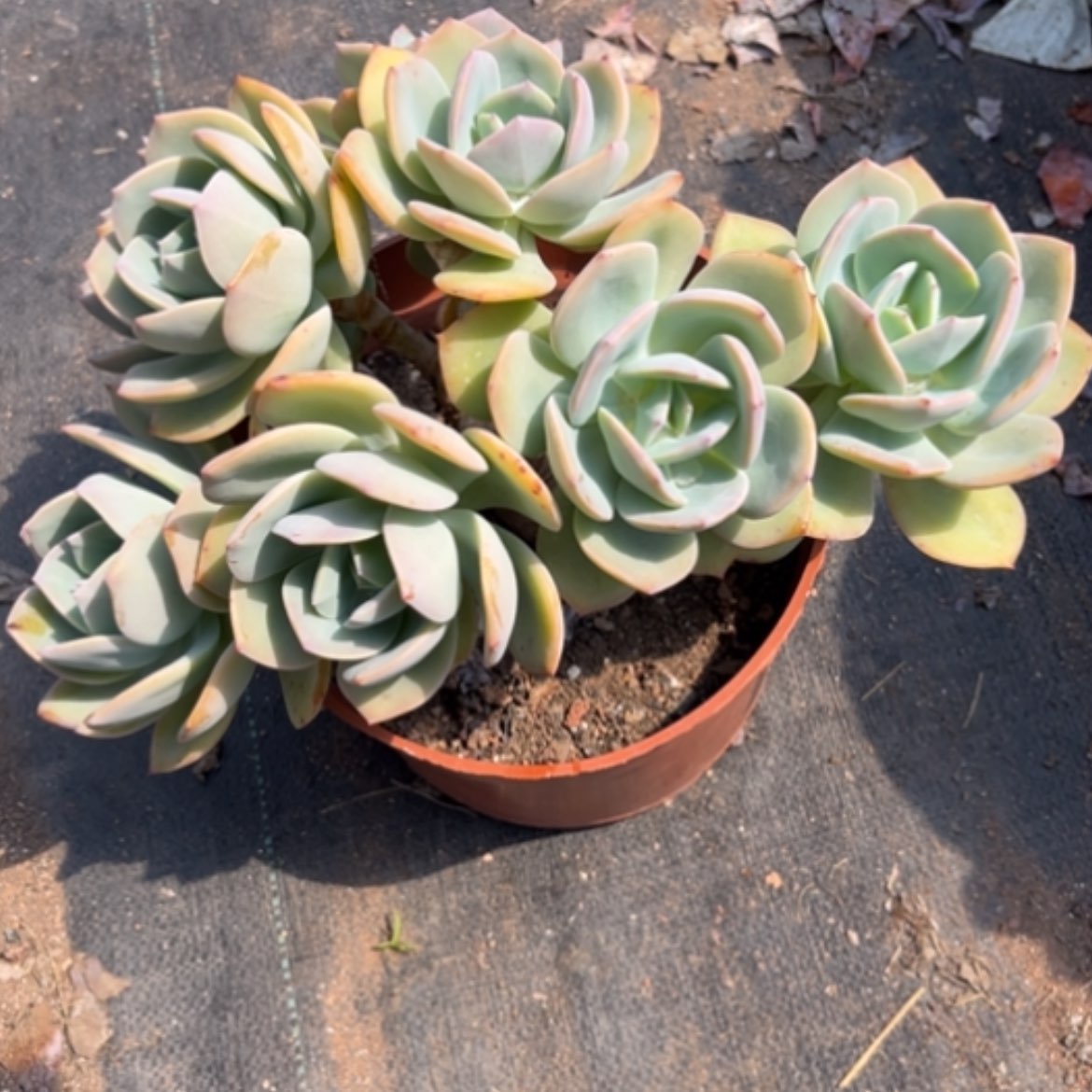 【闪购商品】完*白凤