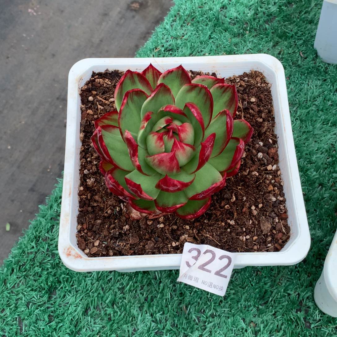 322惊鸿仙子多肉植物