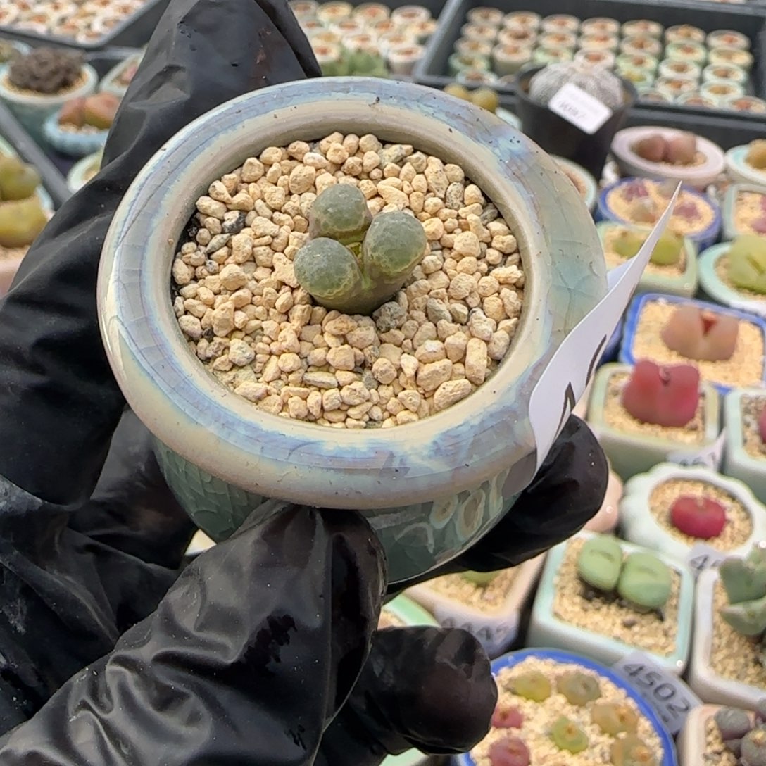 4643--一物一拍 带盆盆