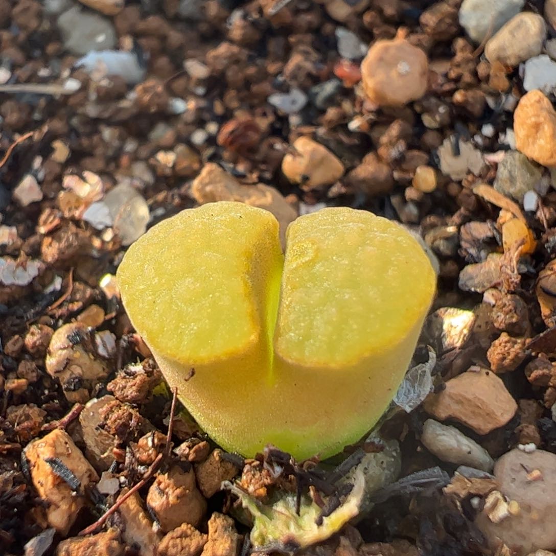 磁铁风铃多肉植物百科