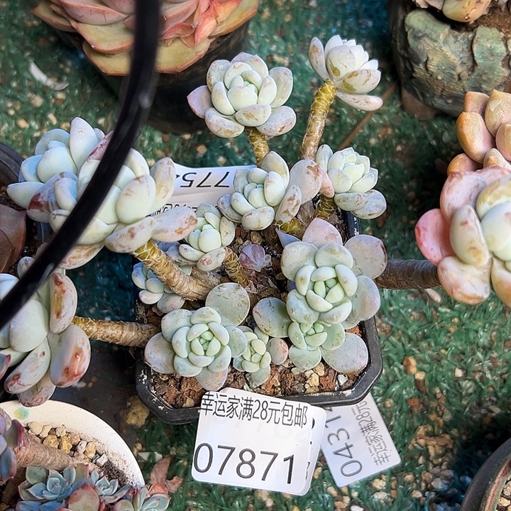 幸运的是你还没幸运