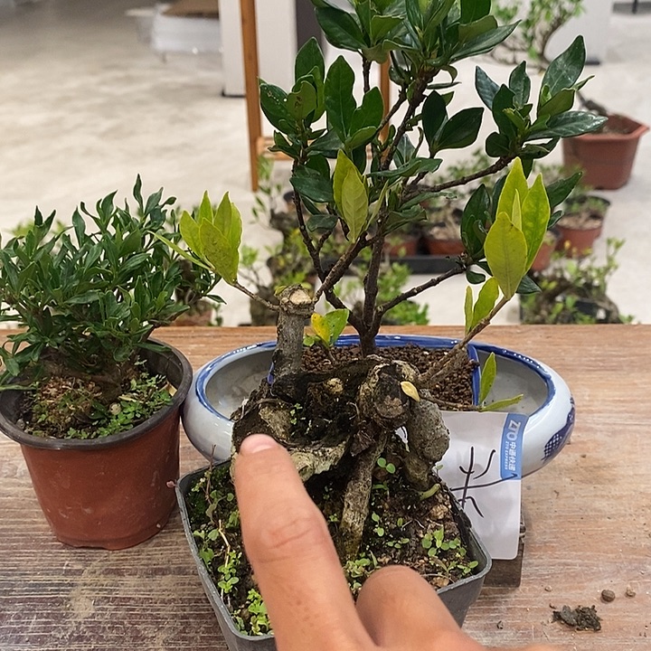 周***舟完全开放海岛栀子花111