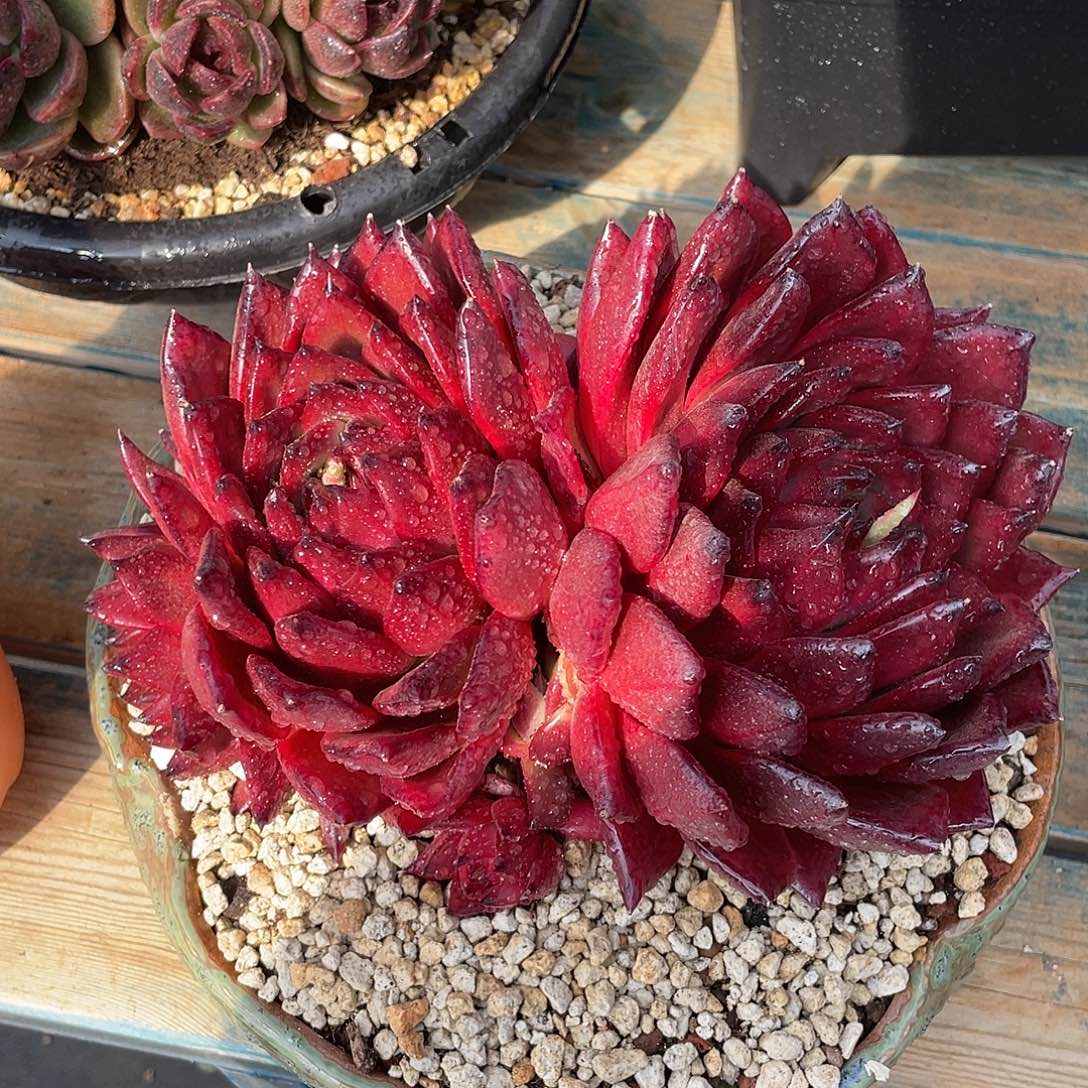 普斯卡多肉植物多肉