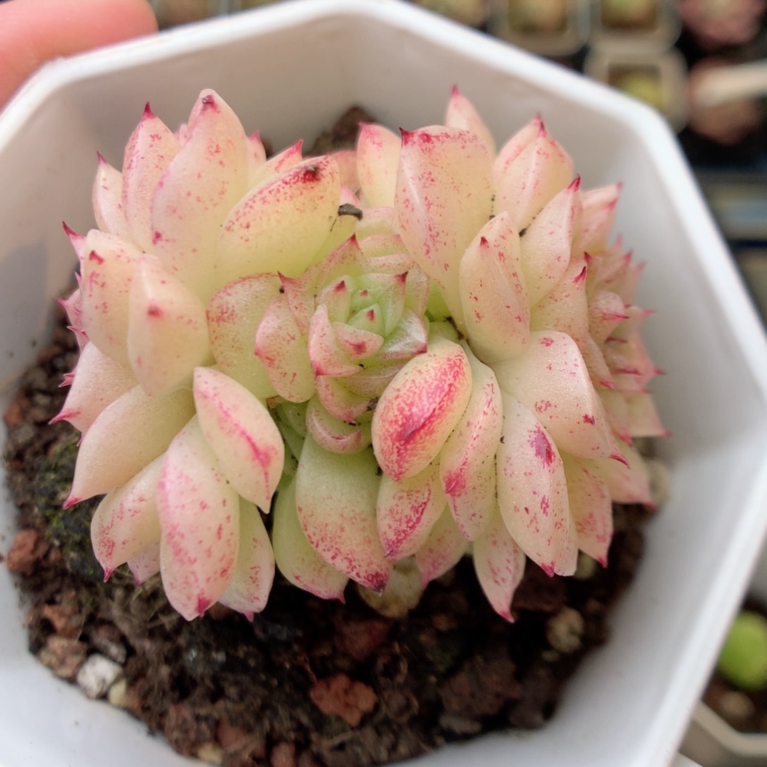 G42 ，20包邮两天凑单