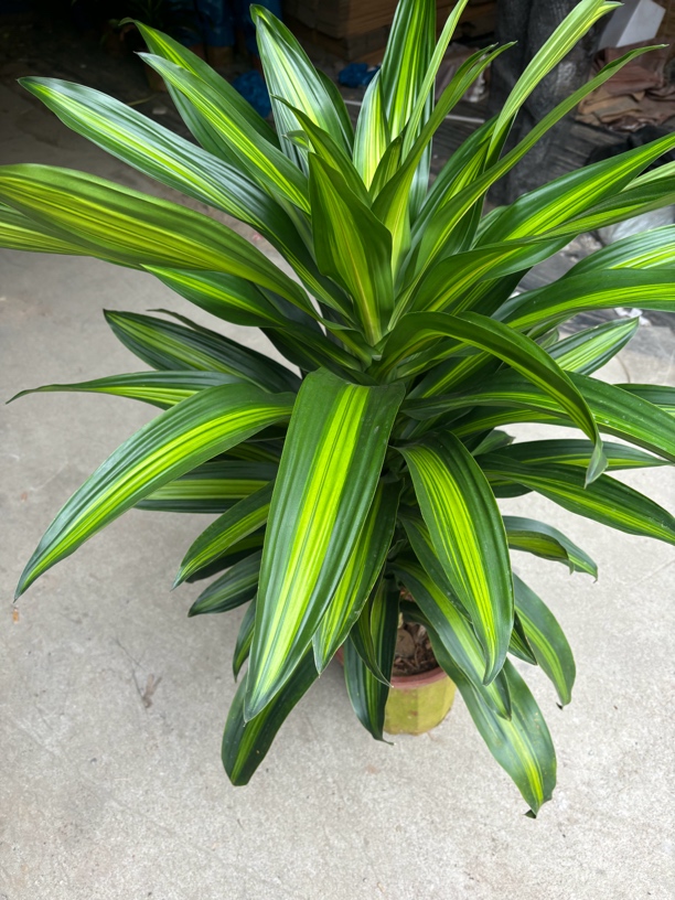 金心也门铁原盆原土