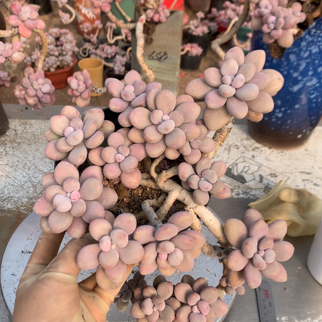 周***凉桃蛋老桩不带盆有瑕疵7号