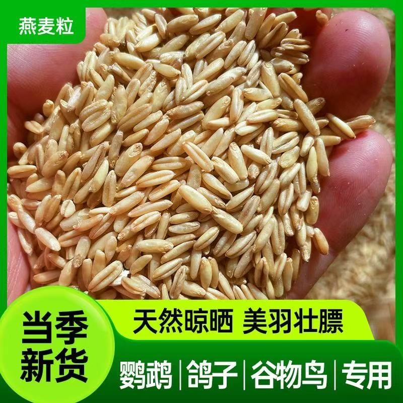 新货带壳燕麦新货谷子私聊鹦鹉鸟粮虎皮牡丹玄凤小太阳和尚鹦鹉粮