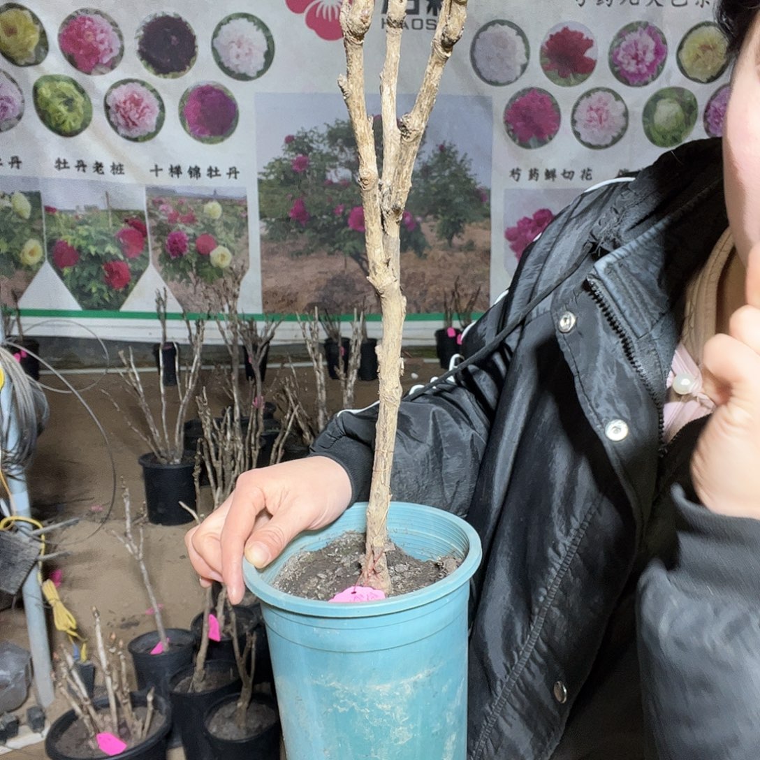 小盆島锦一物一拍