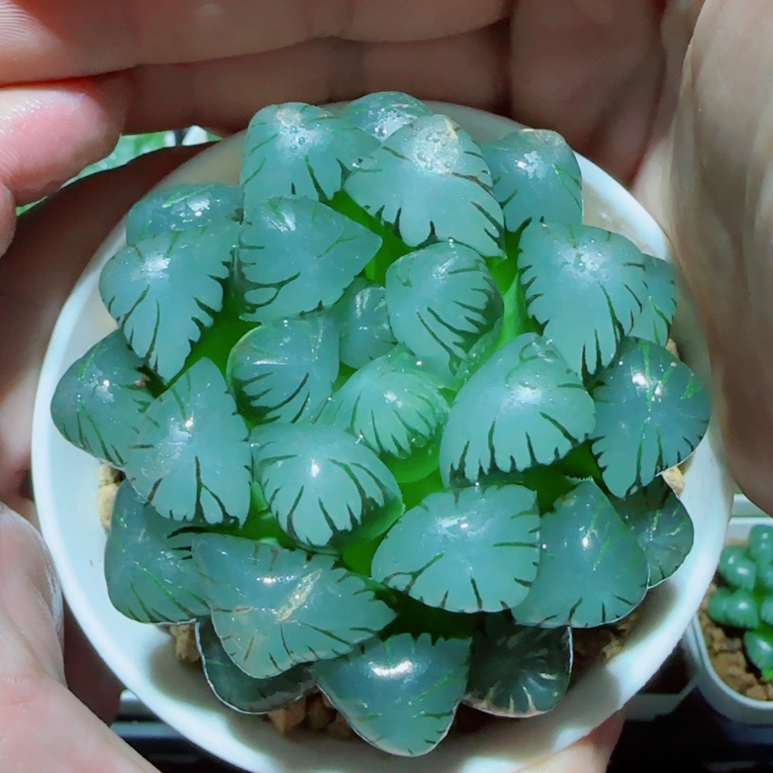 巨大化冰灯多肉植物