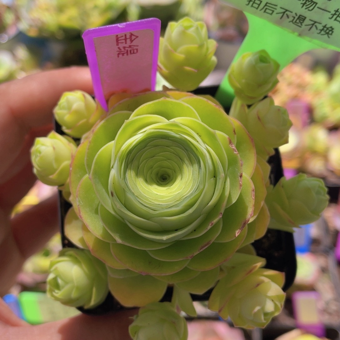 金缇玫瑰一物一拍072