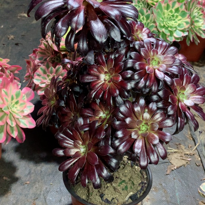 1008墨法中斑多肉111111