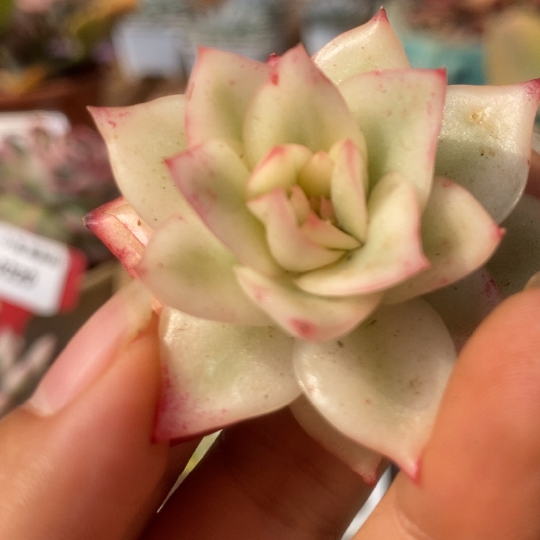 25吉赛尔头盖锦锦锦锦锦