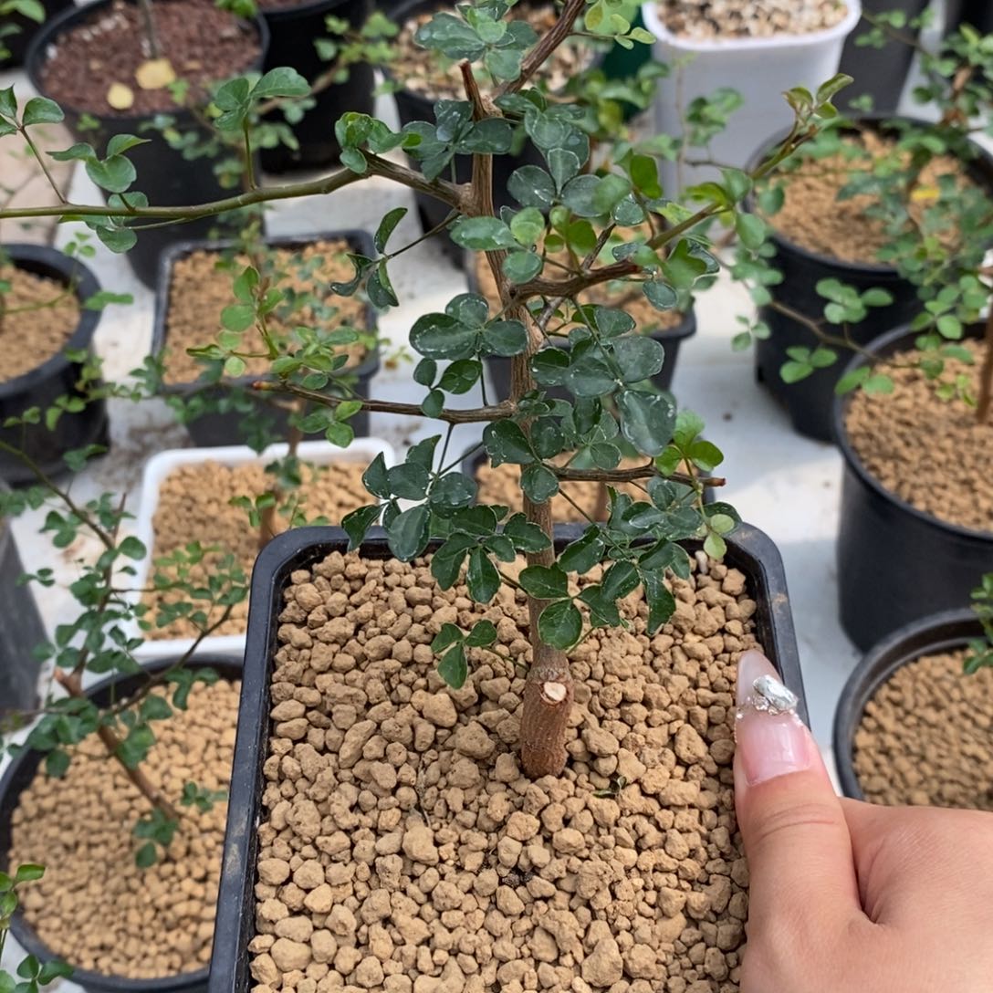 波叶没药任挑一颗