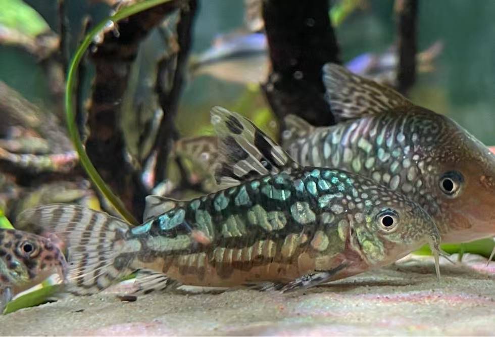 【鄂鱼水族】葛依鼠鱼