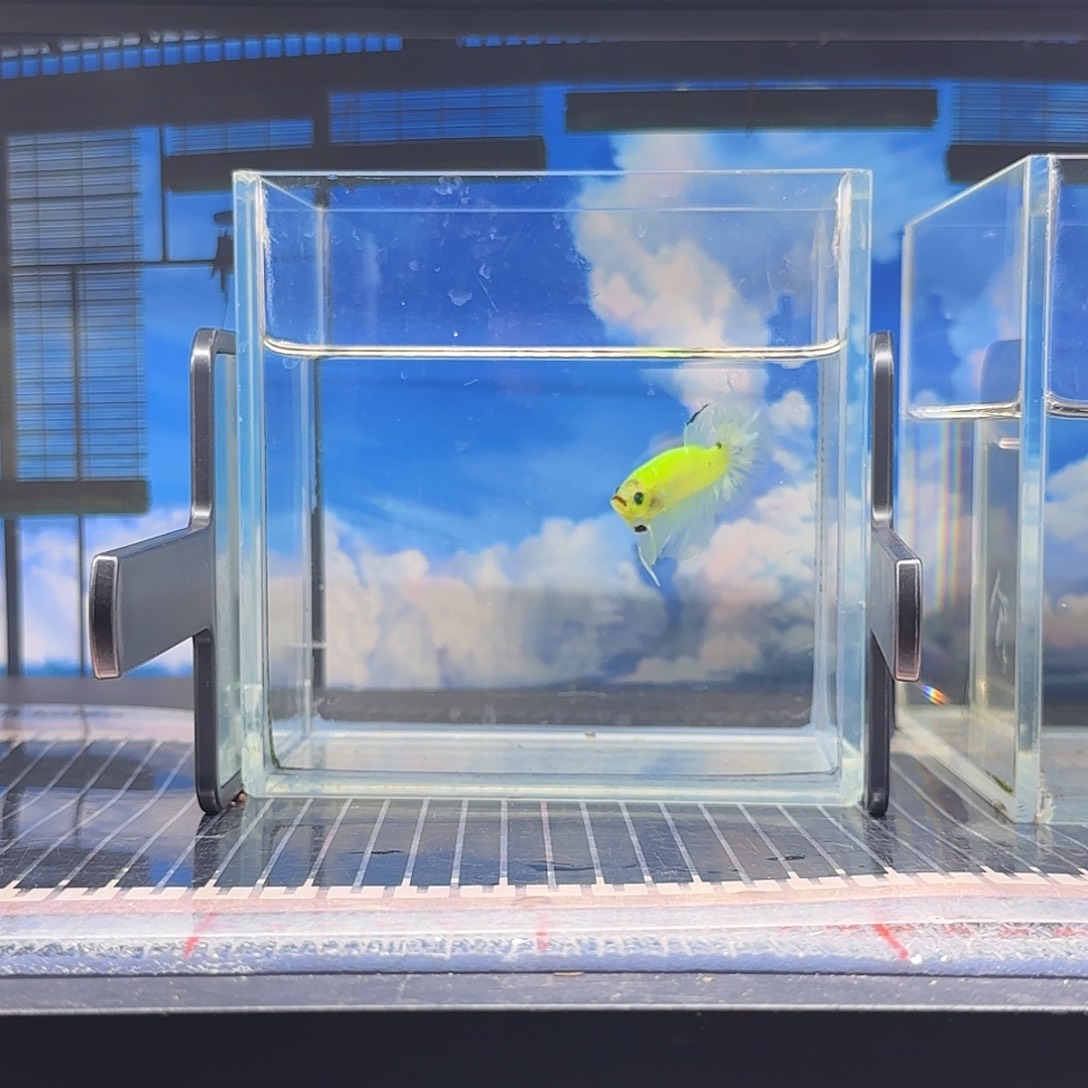 斗鱼精品斗鱼vip高品质荧光宝宝