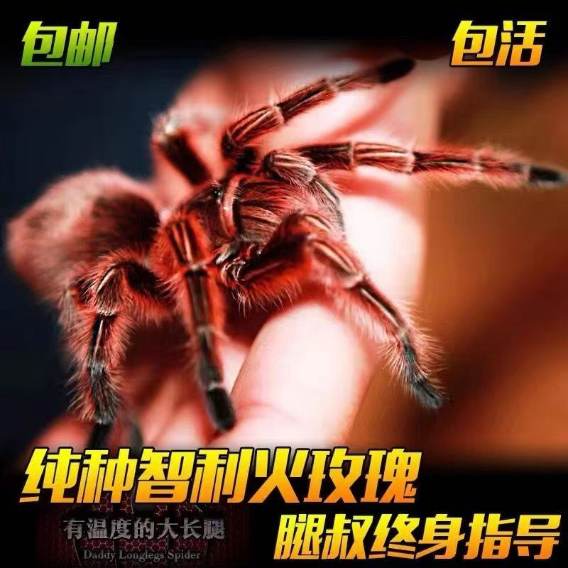 腿叔~新手入门智力火玫瑰蜘蛛好养温顺地栖宠物蜘蛛爬宠