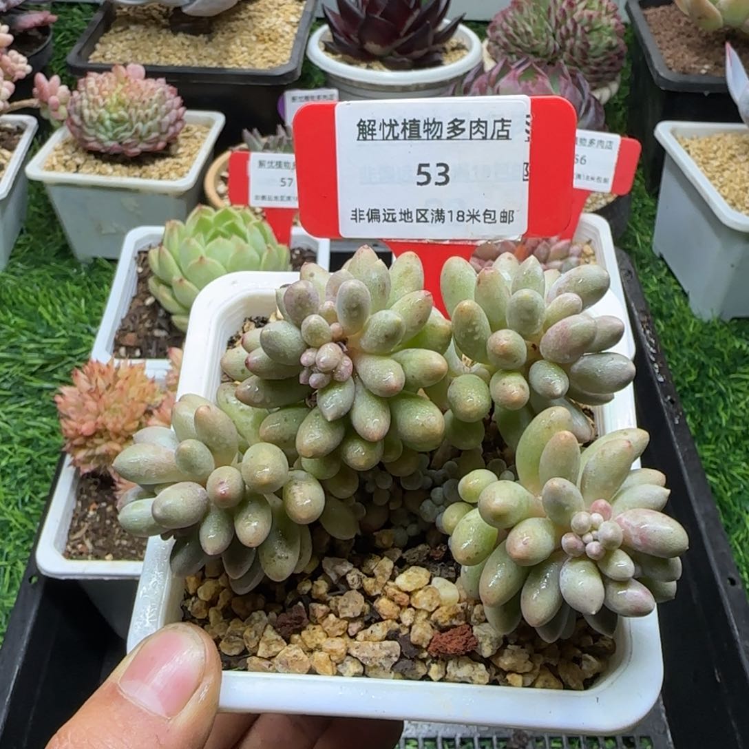 解忧多肉一物一拍编号53