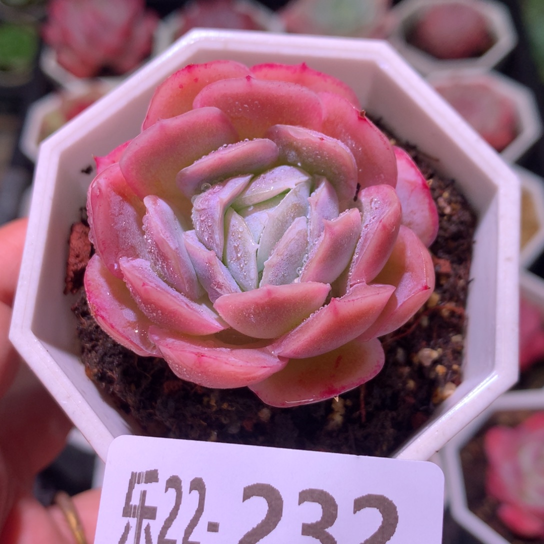 乐然22-232 西娜单头