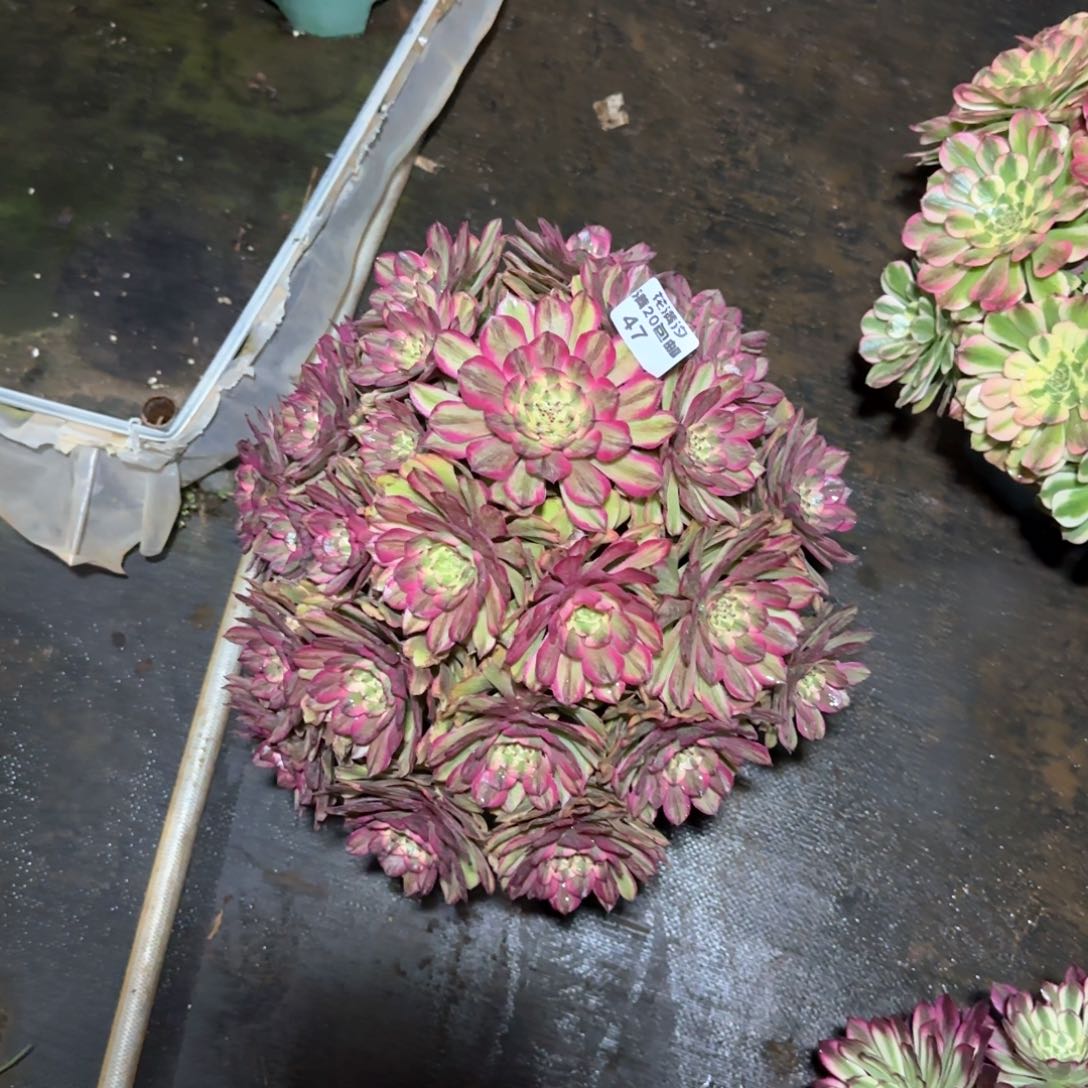 奥黛丽多肉植物47