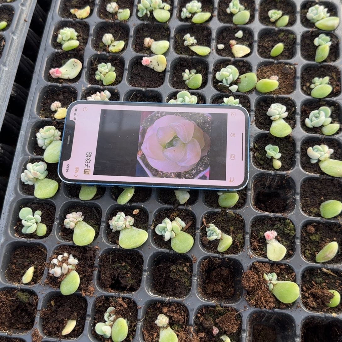 团子珍妮穴1个满25包邮