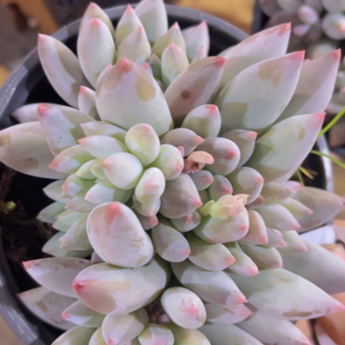 【闪购商品】所罗门16276