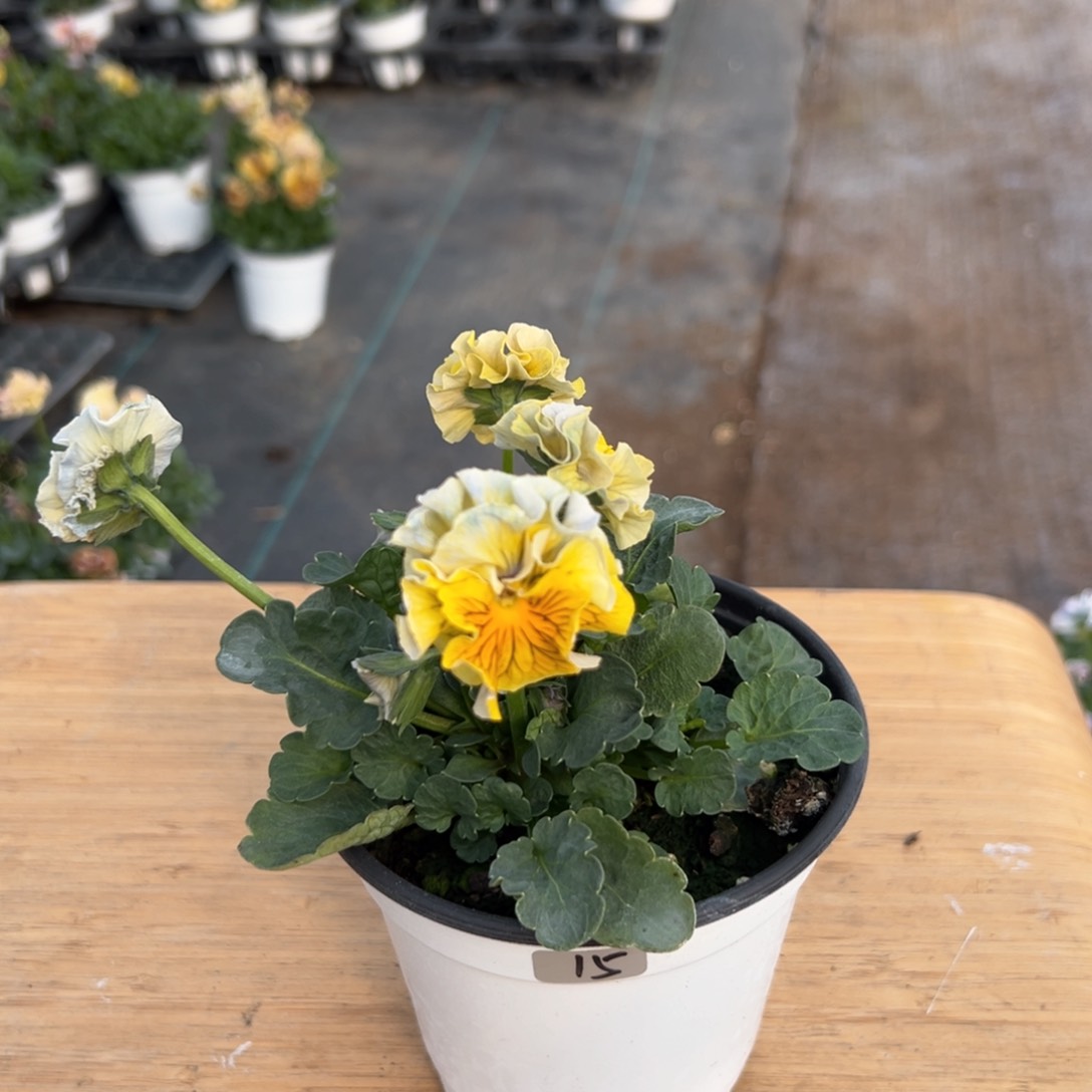 红陶抖音直播间闪拍15