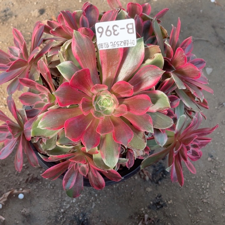 396浣纱有断枝3多肉12344678