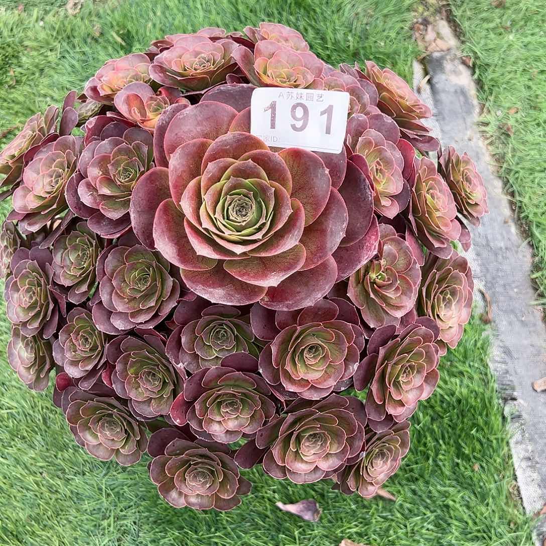 无花朵191魅金玫瑰法师