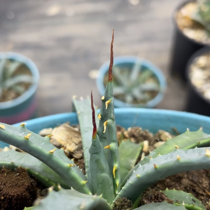 【闪购商品】曲妖。