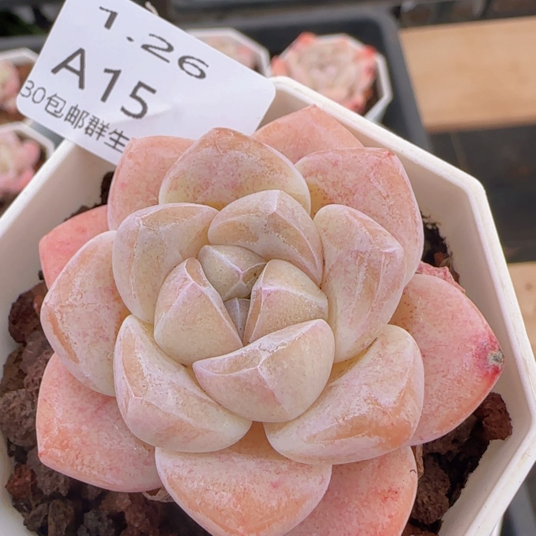 冰玉单头一颗脱土