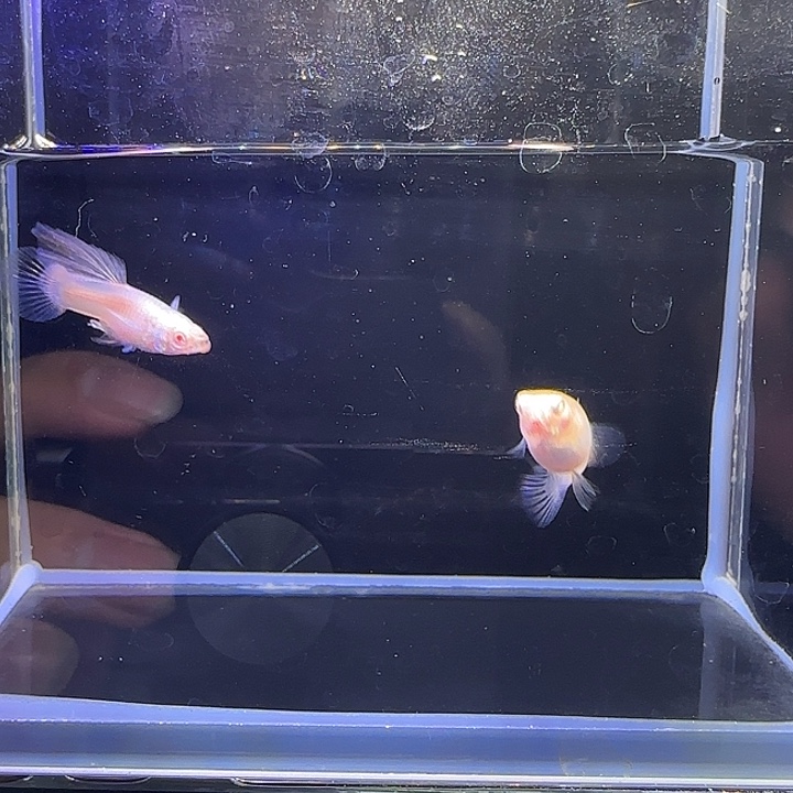 孔雀鱼熊猫白子。42号