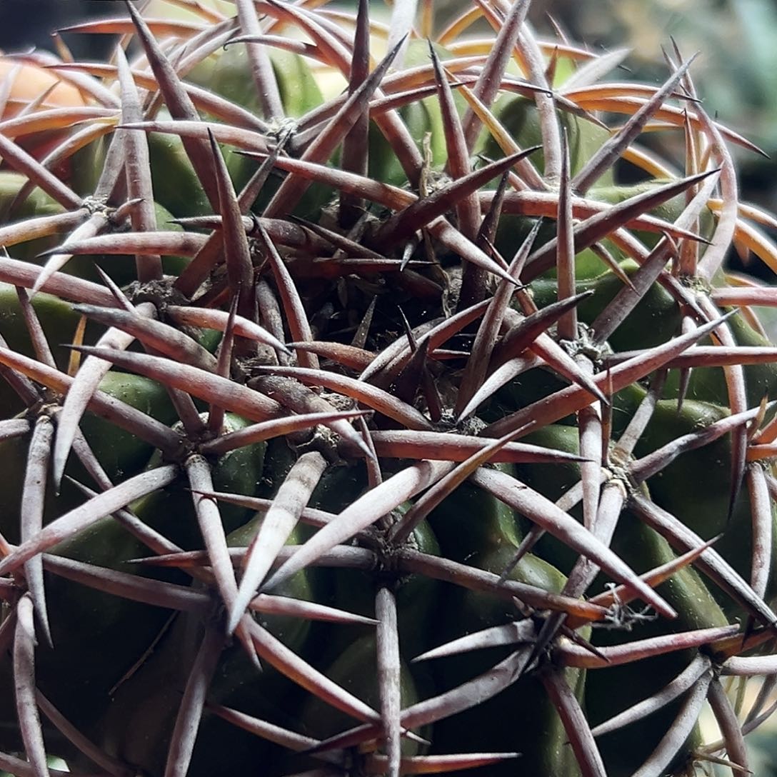 圆盘仙人球66666666666