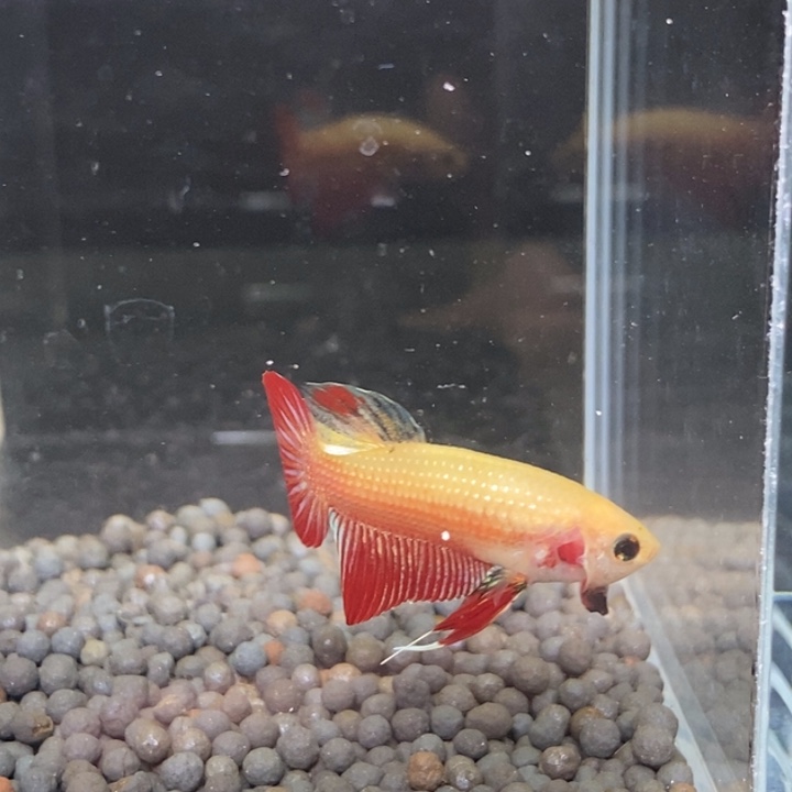 斗鱼泰国斗鱼265号