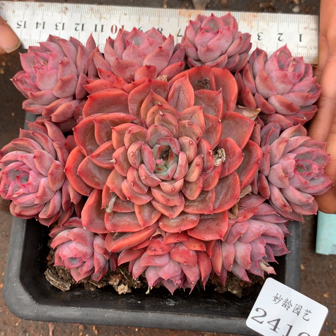 2416杂交精品基地14厘米