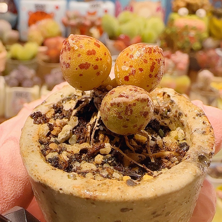 T黄金猫耳海豹盆口2.5cm