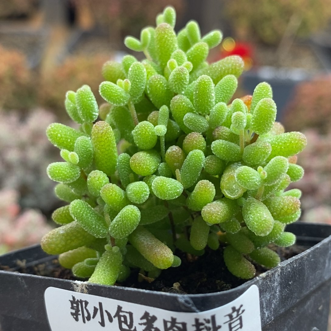 金橘糖球7213枝干番杏