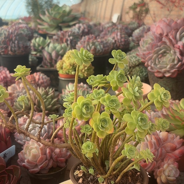 薄化妆多肉植物盆栽
