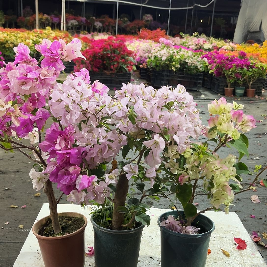 大部分花苞少量开放章红英，苹果花，绿樱