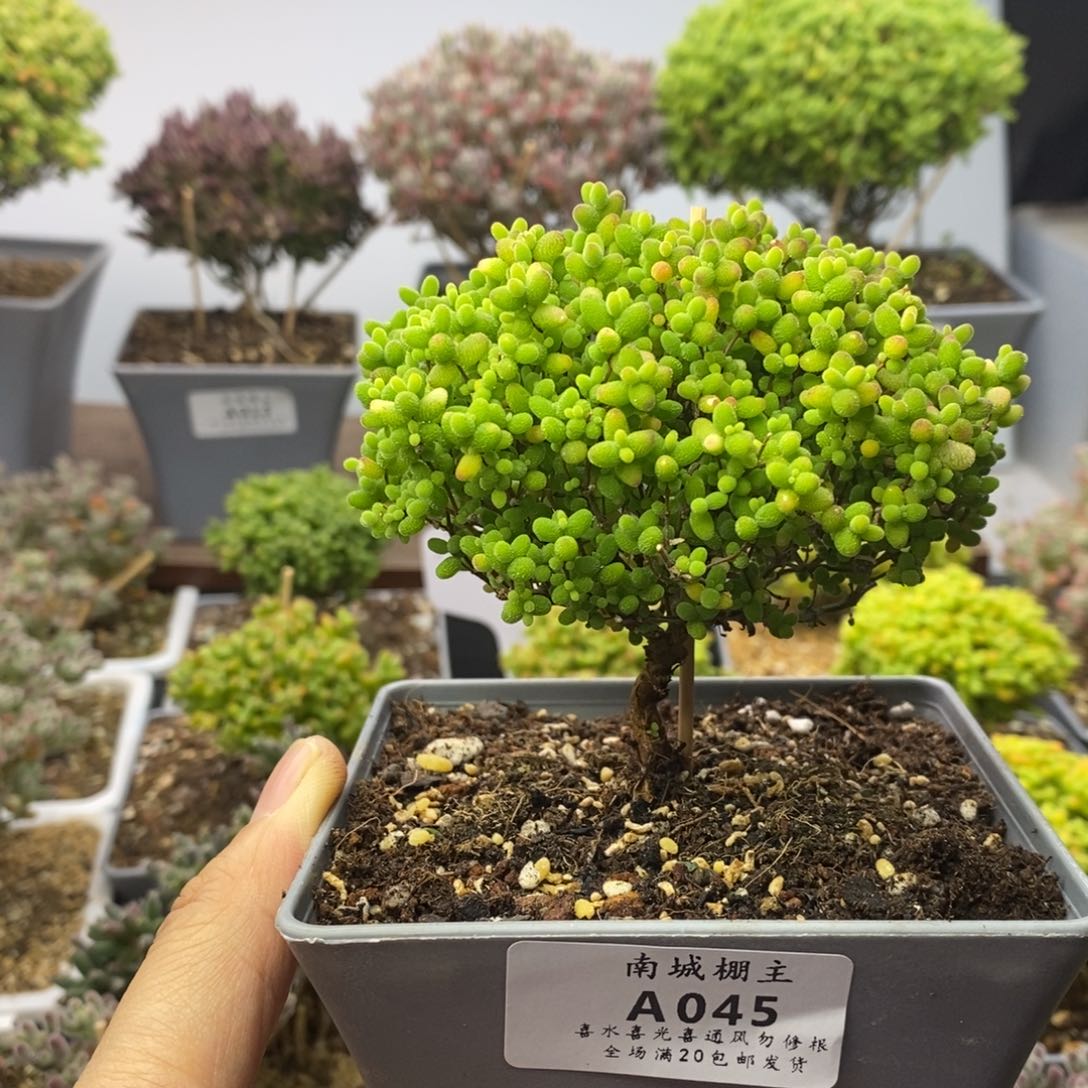 045蜜橘糖球枝干番杏